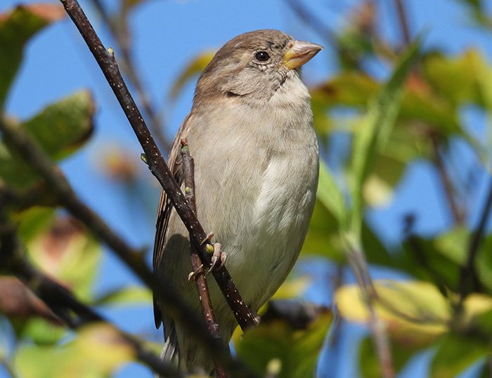 Female House Sparrow, Wildlife Botanical Garden, Washington