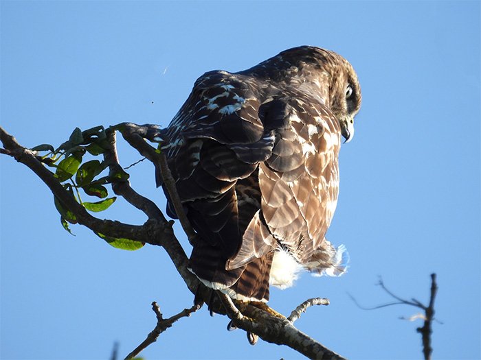 Hawk, Tualatin Hills Nature Park, Washington