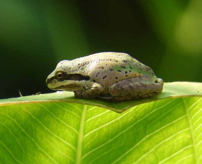 Tree Frog, Elk Rock, Oregon