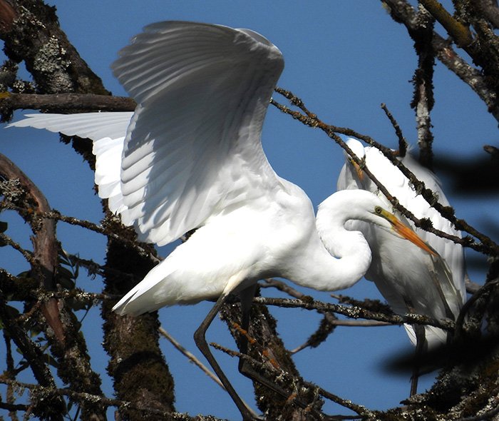 Egret, Ridgefield National Wildlife Refuge, Washington
