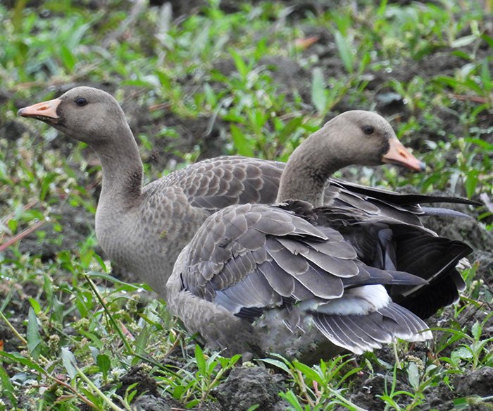 Graylag Geese, Ridgefield Wildlife Refuge, Washington