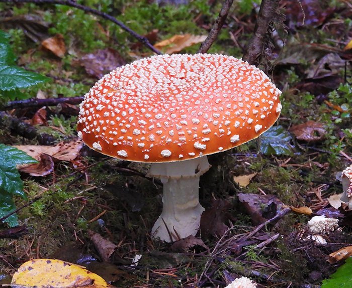 Mushroom, Morgan Creek, Washington