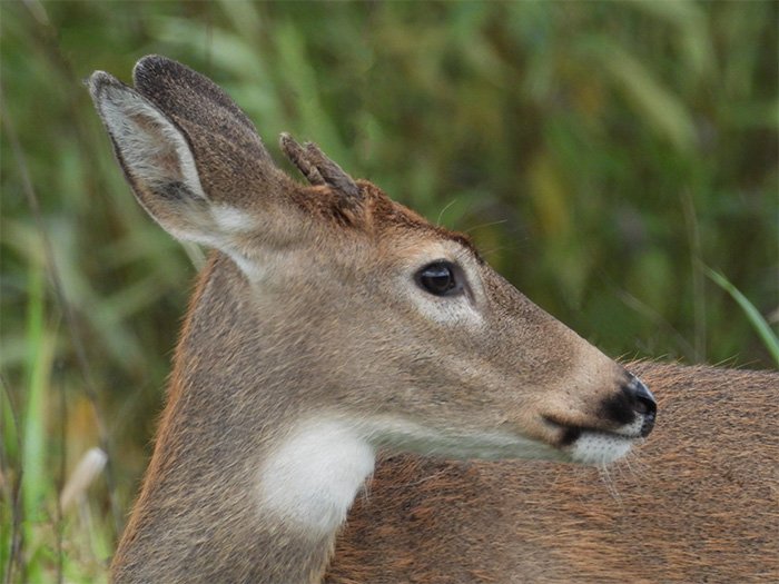 Buck, Ridgefield Wildlife Refuge, Washington