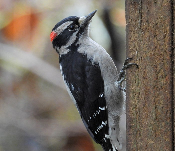 Downy Woodpecker, Steigerwald Wildlife Refuge, Washington