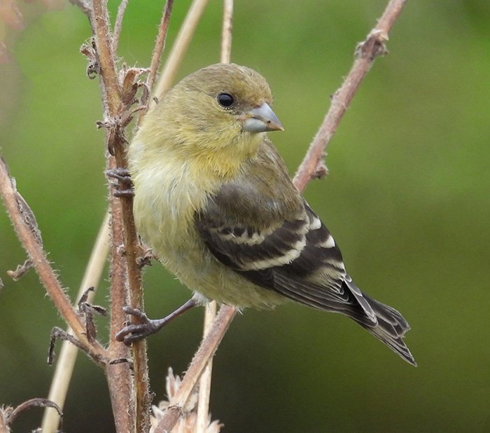 American Goldfinch, Wildlife Botanical Garden, Washington