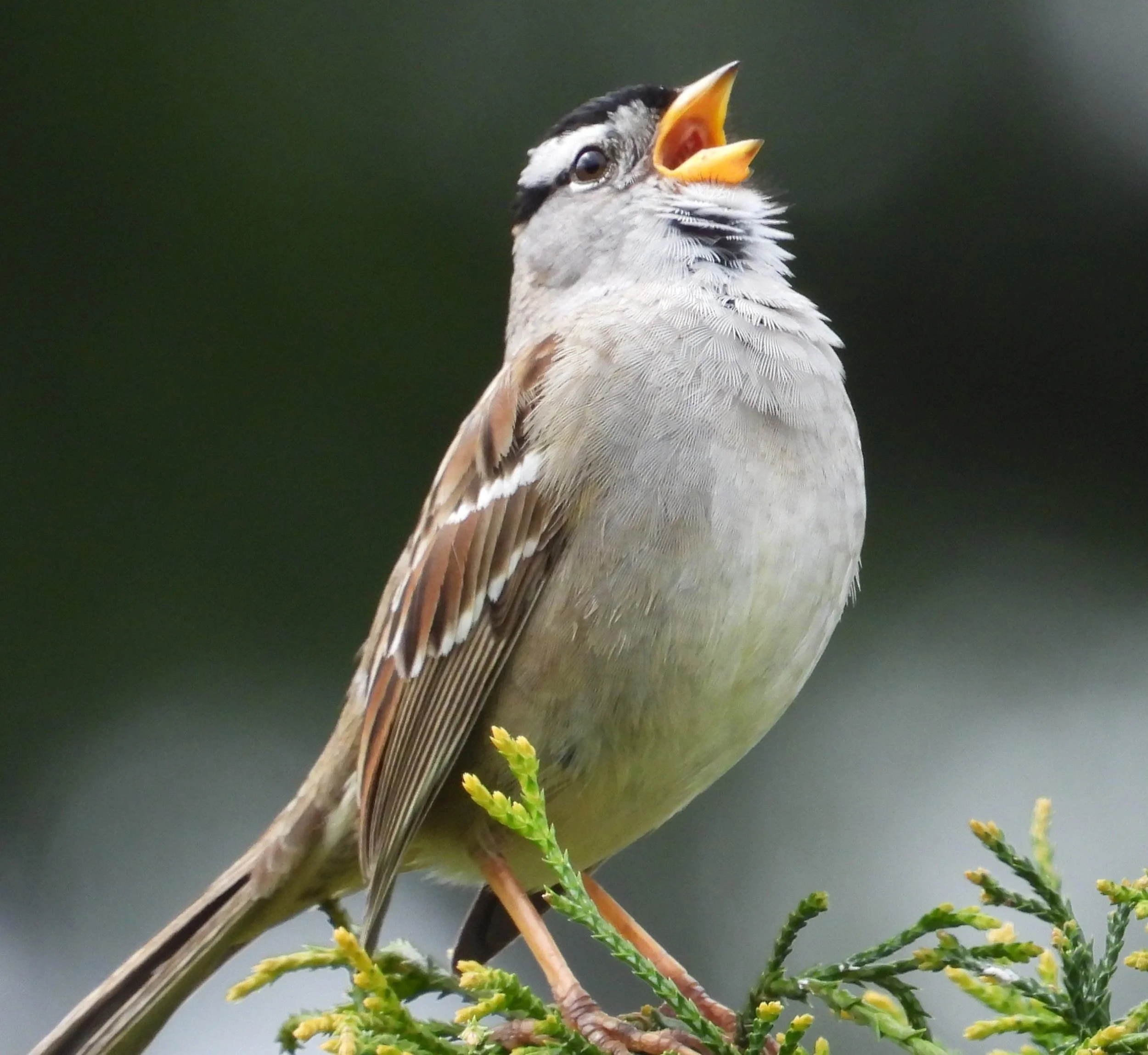 White-Crowned Sparrow