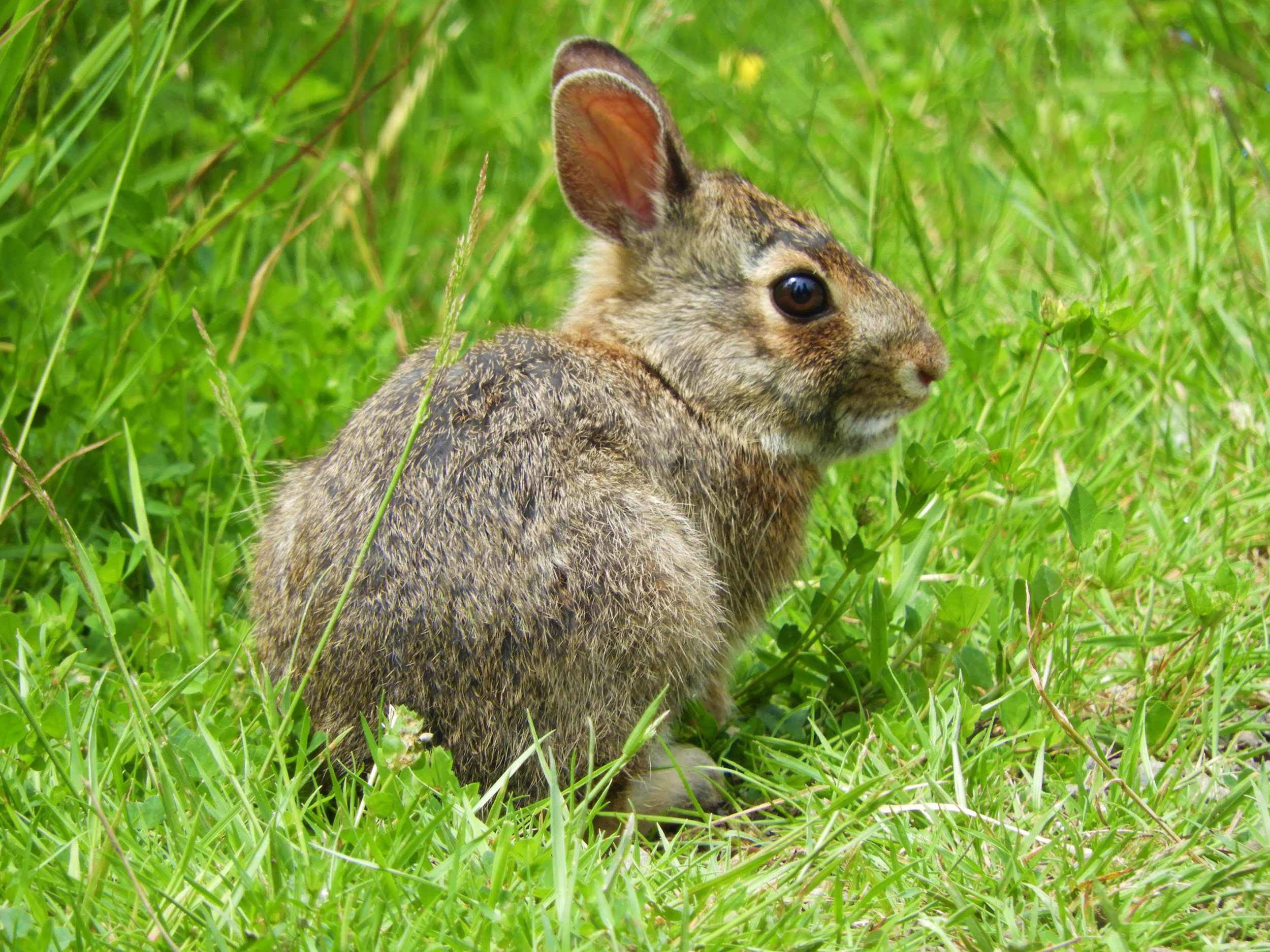 Rabbit
