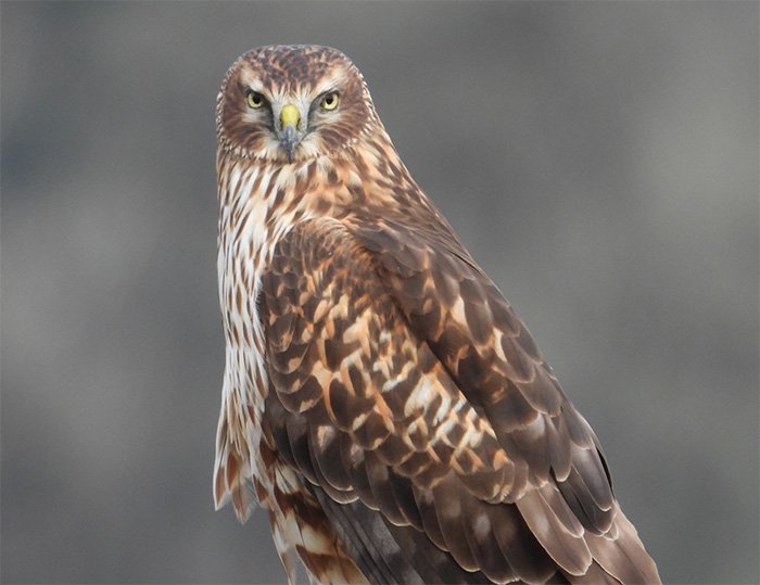 Northern Harrier, Steigerwald Wildlife Refuge, Washington