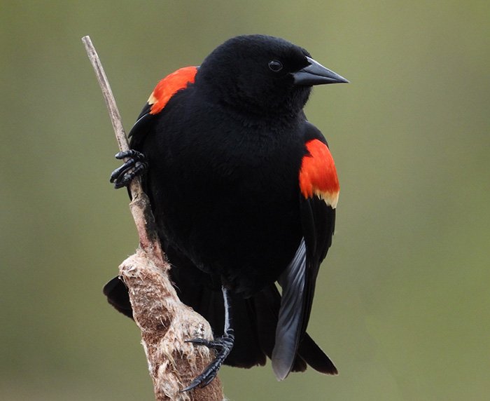 Red-Winged Blackbird, Local Wetlands, Washington