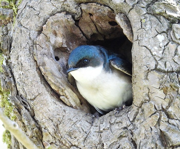 Tree Swallow, Neighborhood, Washington