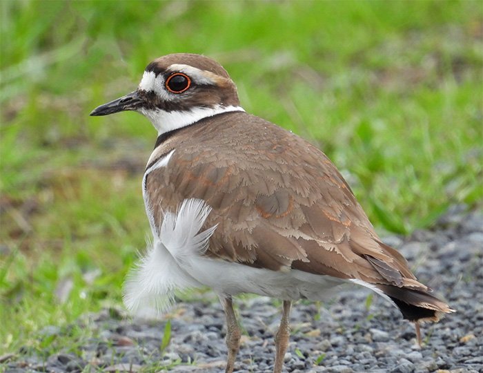 Killdeer, Elk Rock Garden, Oregon