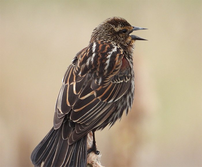 Red-Winged Blackbird, Ridgefield Wildlife Refuge, Washington