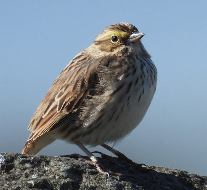 Savannah Sparrow, Lewisville Park, Washington