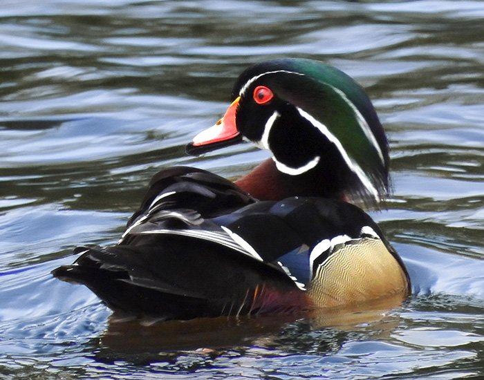 Male Wood Duck, Tualatin Hills Nature Park, Oregon