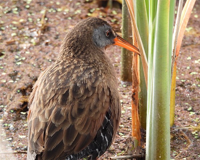 Virginia Rail, Ridgefield Wildlife Refuge, Washington