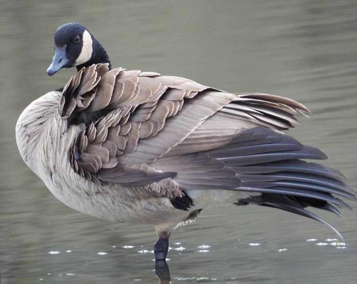 Goose, Fallen Leaf Lake, Washington
