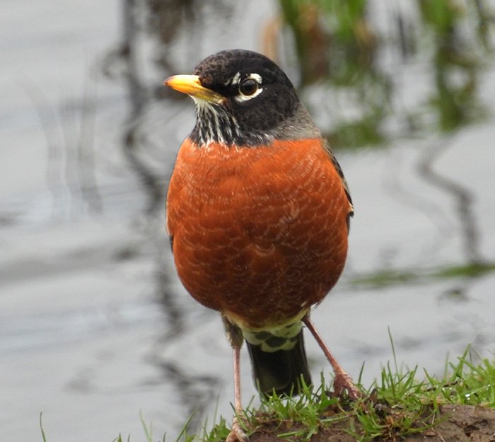 Robin, Lewisville Park, Washington