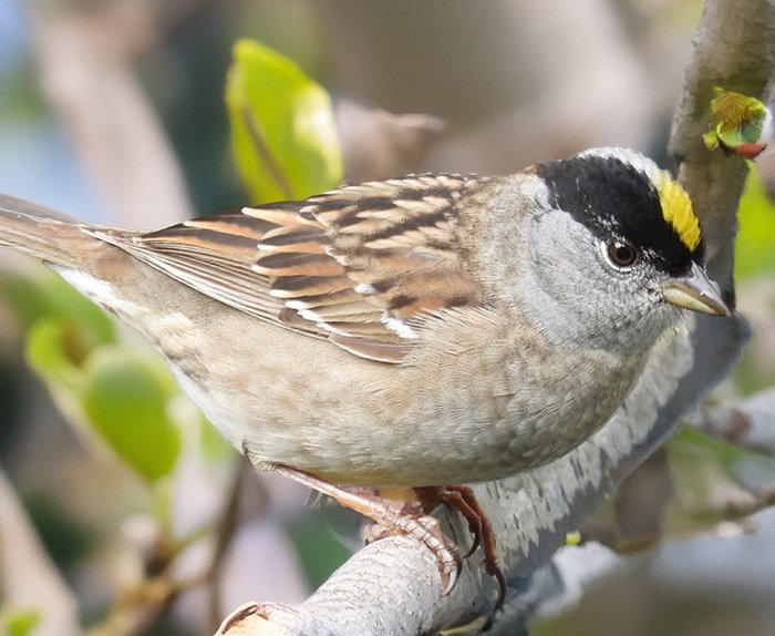 Golden-Crowned Sparrow, Back Yard, Washington