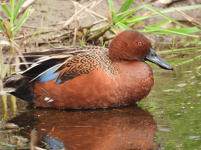 Cinnamon Teal Duck, Ridgefield Wildlife Refuge, Washington