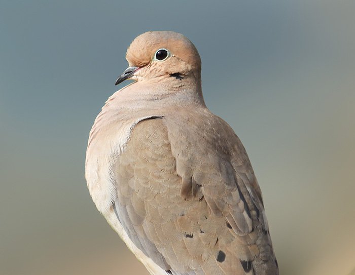 Dove, Wildlife Botanical Garden, Washington