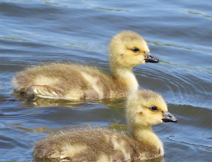 Goslings, Ridgefield Wildlife Refuge, Washington