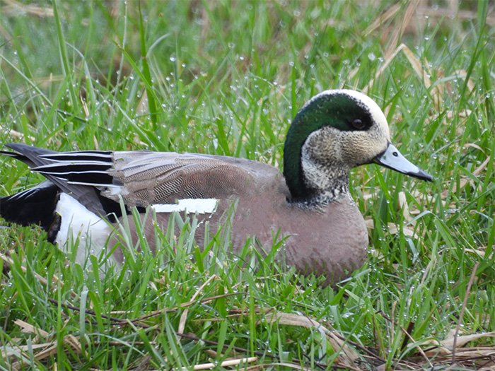 American Wigeon, Fallen Leaf Lake, Washington