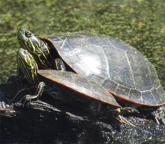 Turtles, Lacamas Lake, Washington
