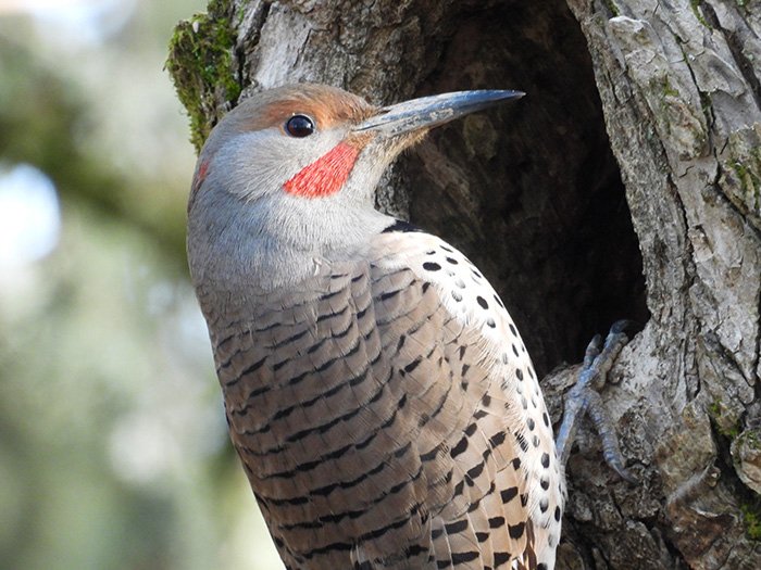 Northern Flicker, Noble Woods, Oregon