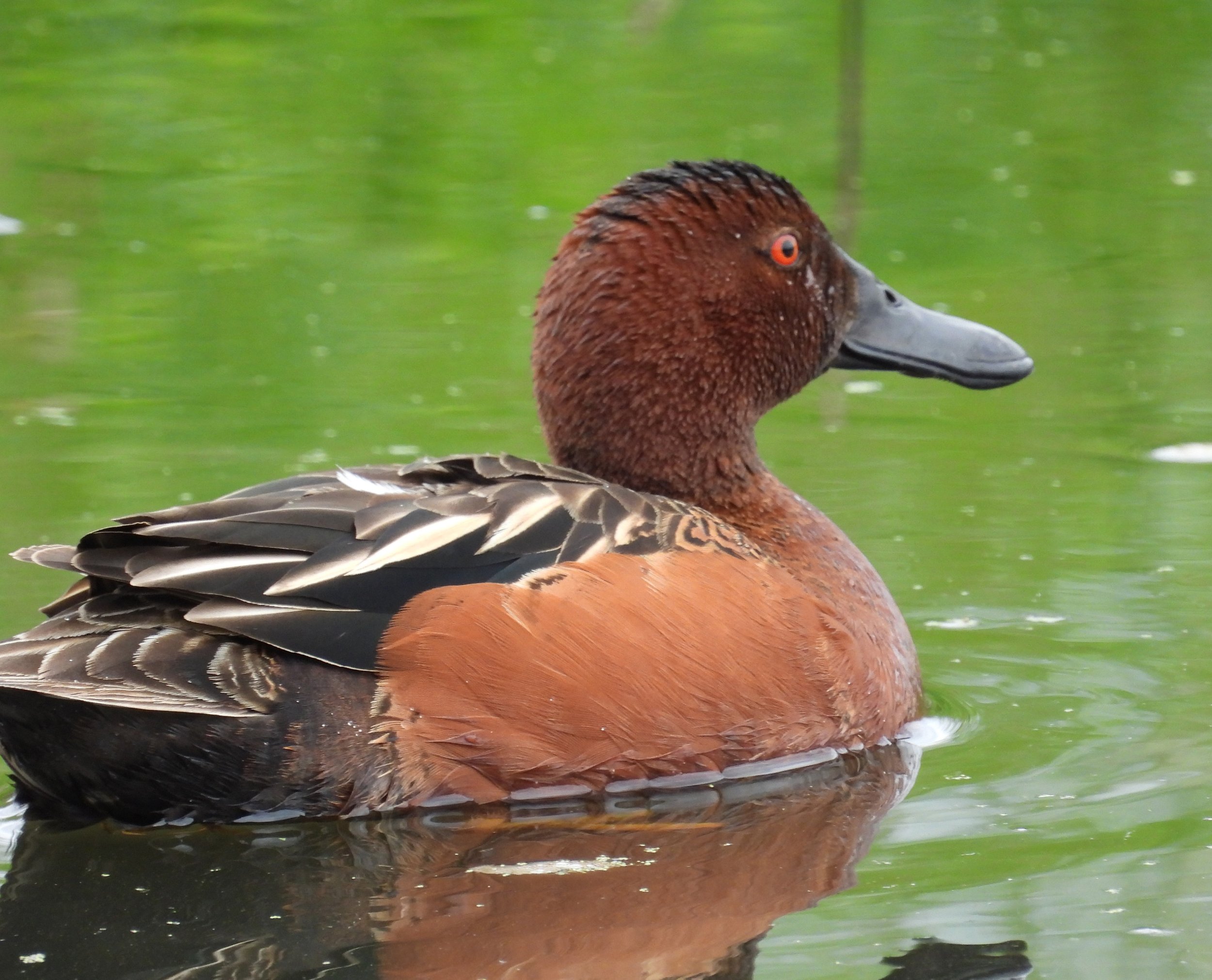 Cinnamon Teal Duck, Tualatin Hills Nature Park, Oregon