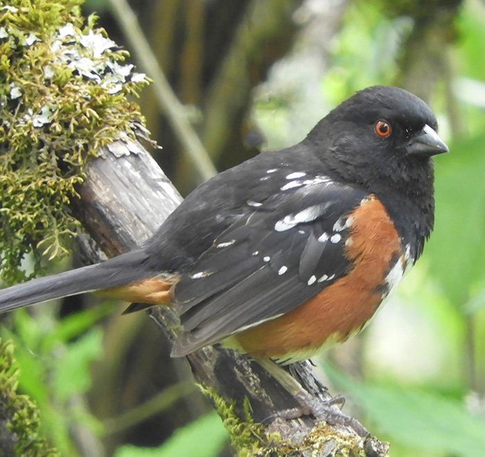 Towhee, Morgan Creek, Washington