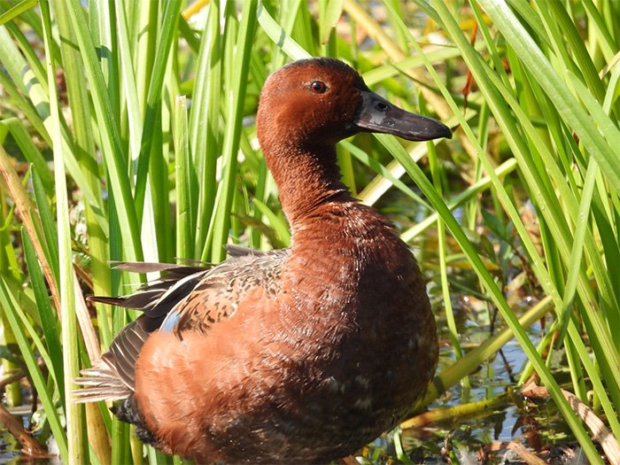 Cinnamon Teal Duck, Ridgefield Wildlife Refuge, Washington