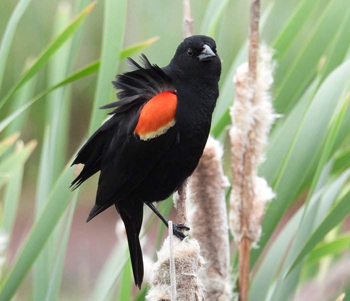 Red-Winged Blackbird, Local Wetland, Oregon