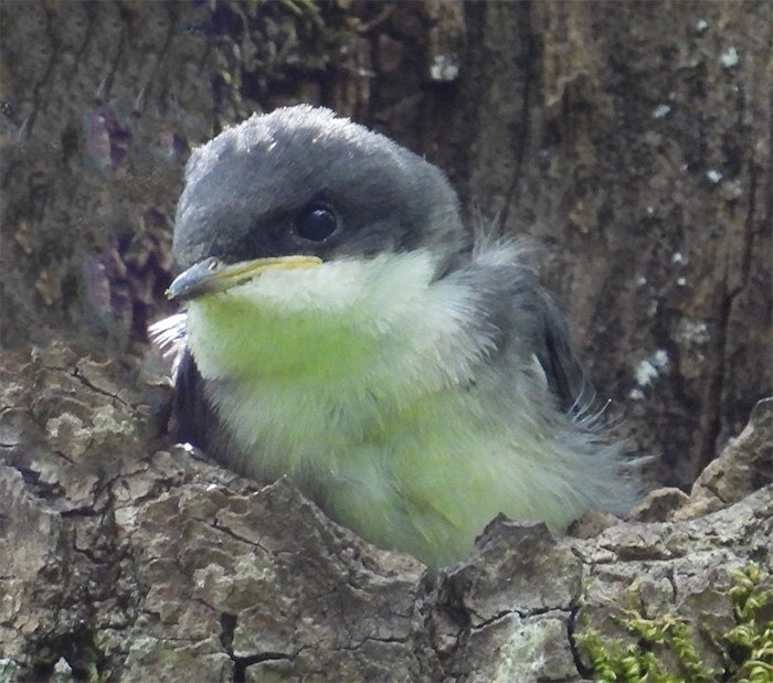 Tree Swallow, Ridgefield National Wildlife Refuge, Washington