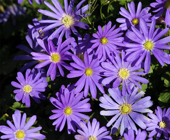 Asters, Wildlife Botanical Garden, Washington