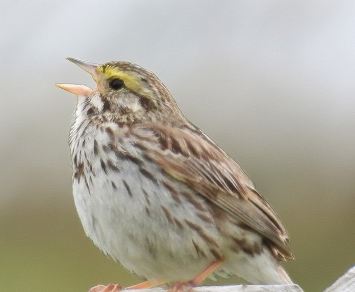 Savannah Sparrow, Ridgefield Wildlife refuge, Washington