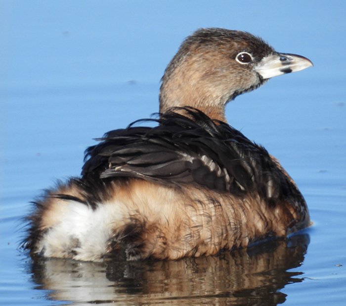 Pied-Billed Grebe, Ridgefield Wildlife Refuge, Washington