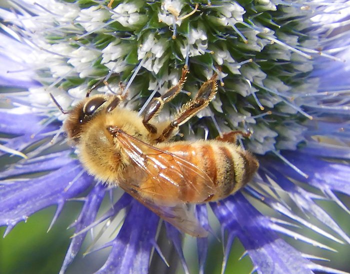 Bee, Wildlife Botanical Garden, Washington