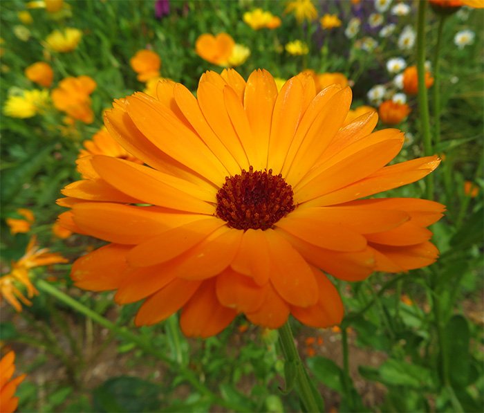 Summer Flower, Elk Rock Garden, Oregon