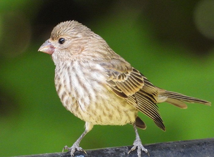 House Finch, Back Yard, Washington