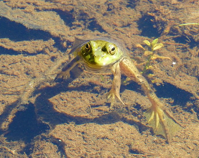 Frog, Wildlife Botanical Garden, Washington