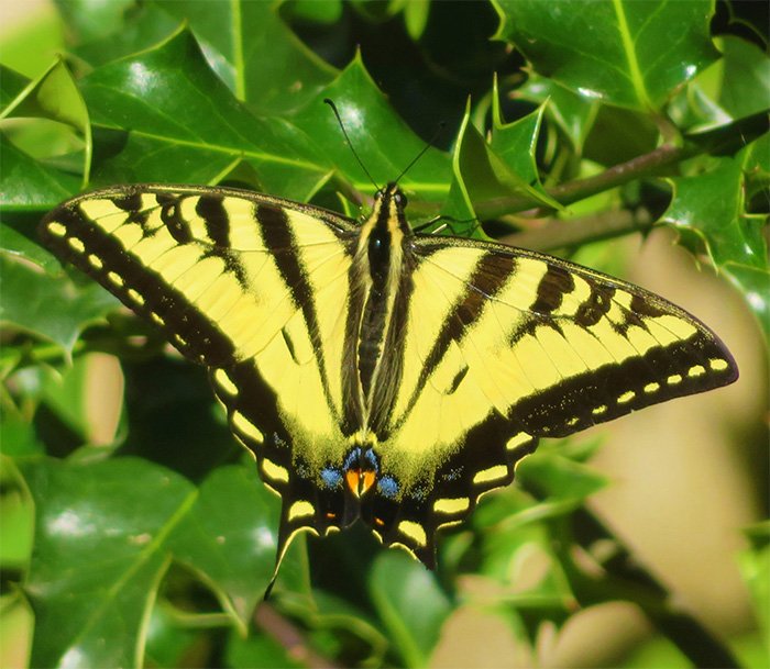 Swallowtail Butterfly, Elk Rock, Oregon