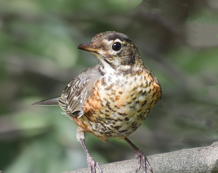 Young Robin, Back Yard, Washington