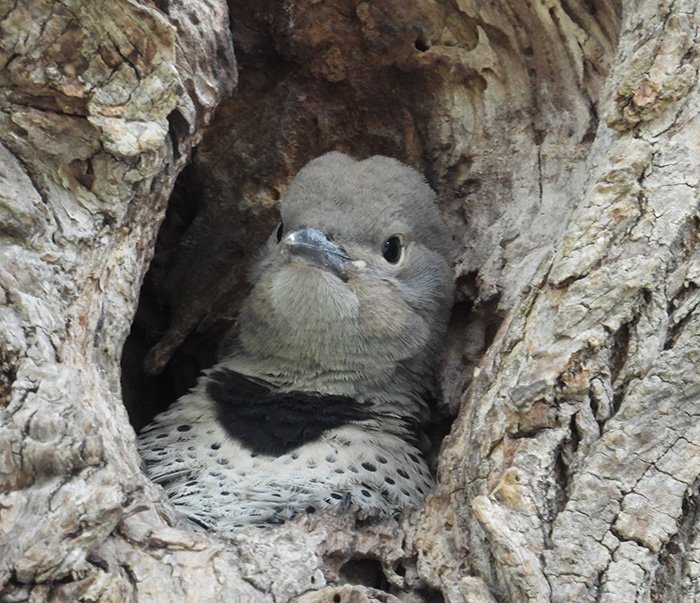Young Flicker, Ridgefield Wildlife Refuge, Washington