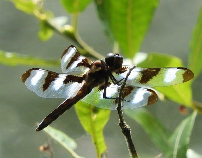 Dragonfly, Wildlife Botanical Garden, Washington