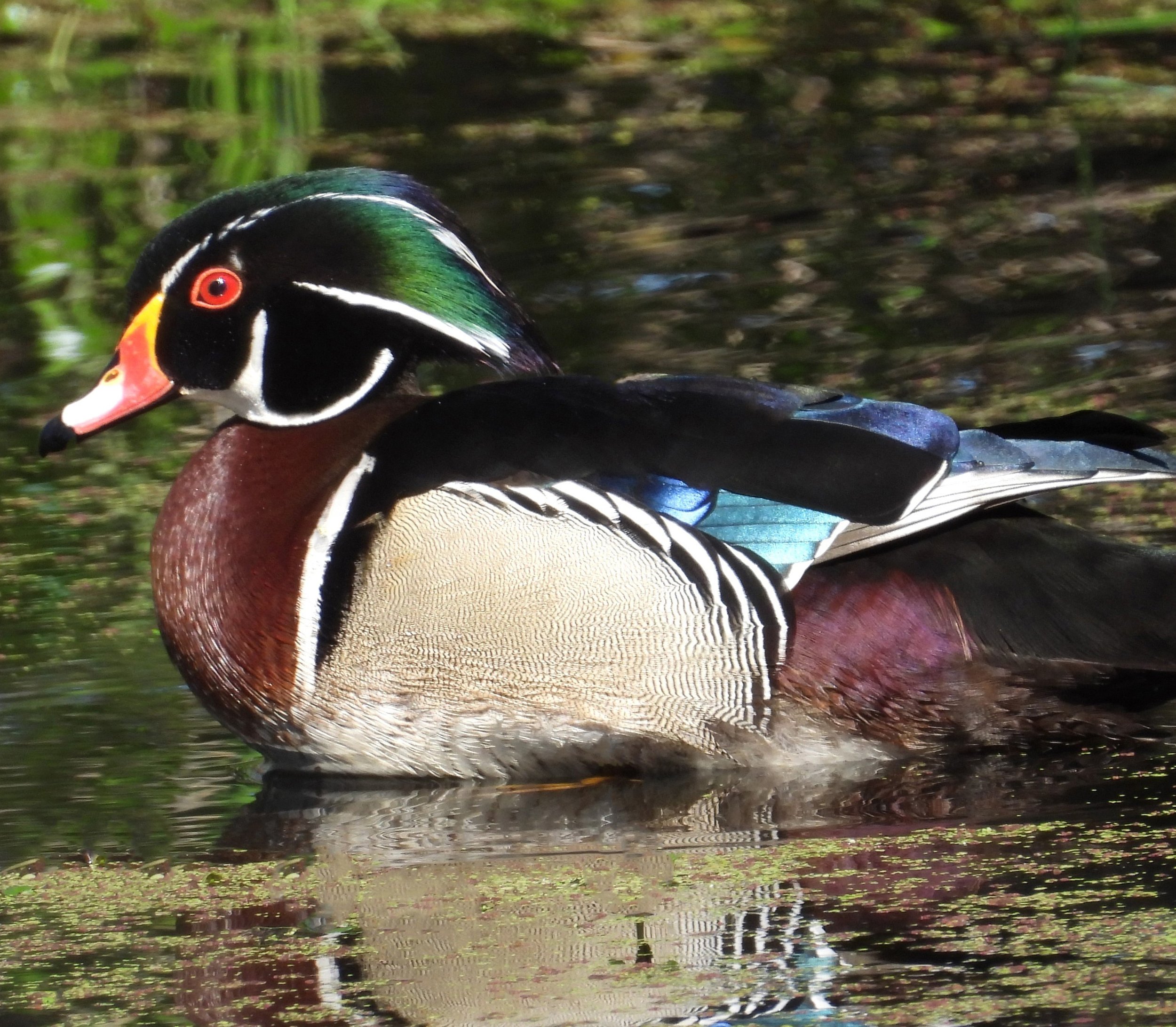 Male Wood Duck, Crystal Springs, Oregon
