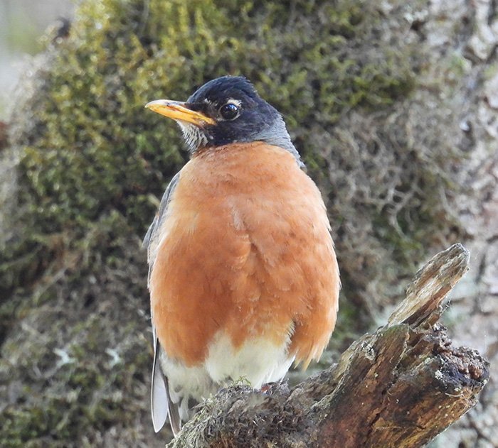 Robin, Back Yard, Washington