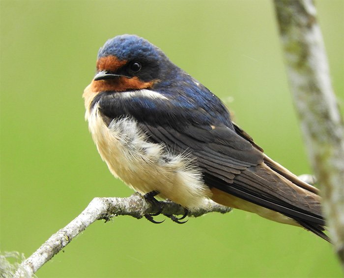Barn Swallow, Steigerwald Wildlife Refuge, Washington