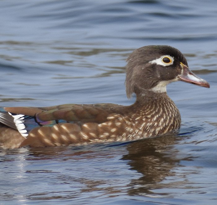 Female Wood Duck, Crystal Springs, Oregon