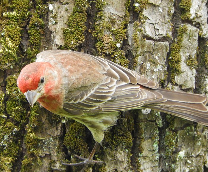 House Finch, Lacamas Lake, Washington