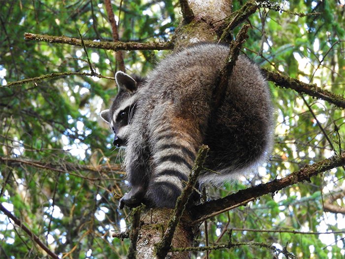 Raccoon, Lacamas Lake, Washington